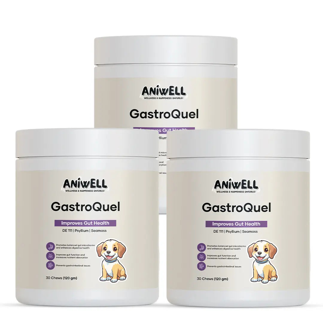 Aniwell Gastroquel for Dogs: a New Age Natural Solution for Gut Health, Diaerhea & Bowel Support