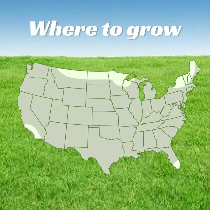 Lawn Seeds, Perennial Lawn Seeds, Suitable for Planting in Outdoor Yards and Landscape Areas. Suitable for Shady Areas. Grass