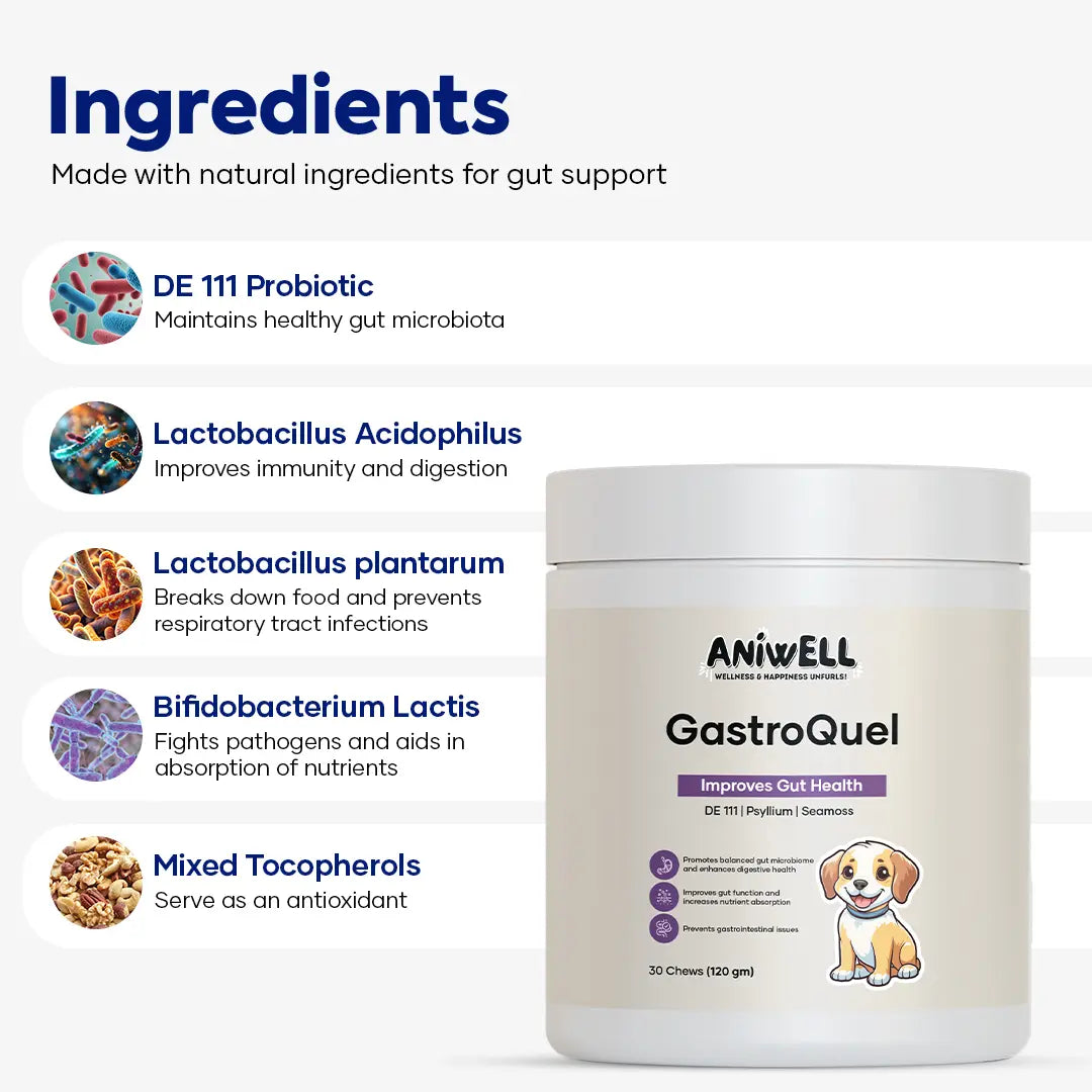 Aniwell Gastroquel for Dogs: a New Age Natural Solution for Gut Health, Diaerhea & Bowel Support