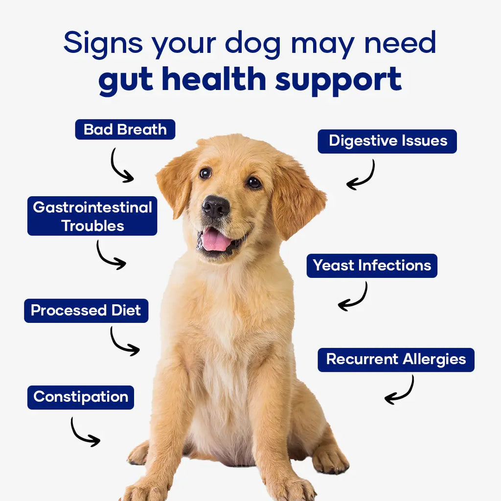 Aniwell Gastroquel for Dogs: a New Age Natural Solution for Gut Health, Diaerhea & Bowel Support