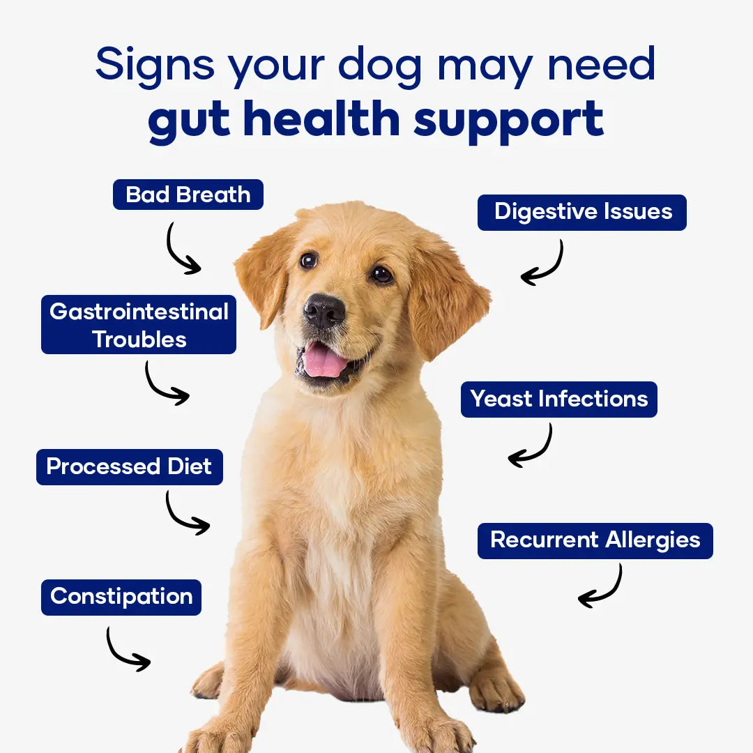Aniwell Gastroquel for Dogs: a New Age Natural Solution for Gut Health, Diaerhea & Bowel Support